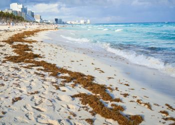 Record en recolección de sargazo