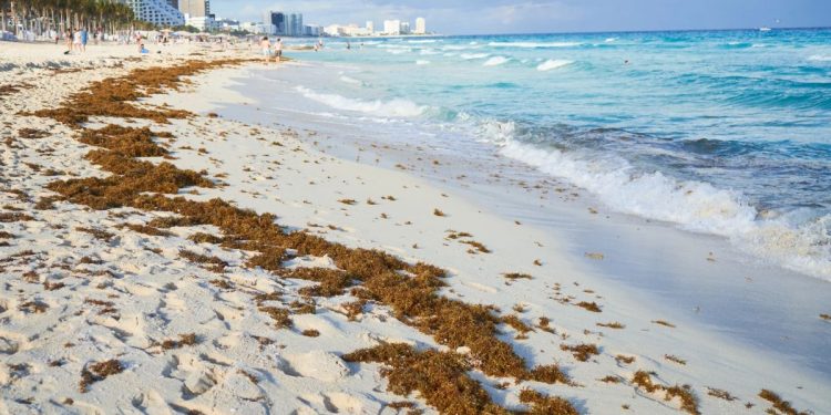 Record en recolección de sargazo