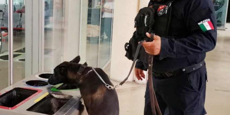 Refuerzan operativos de seguridad en Quintana Roo durante la temporada decembrina