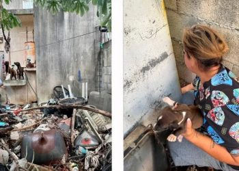 Rescatan a varios perros en condición de abandono en Los Héroes Cancún