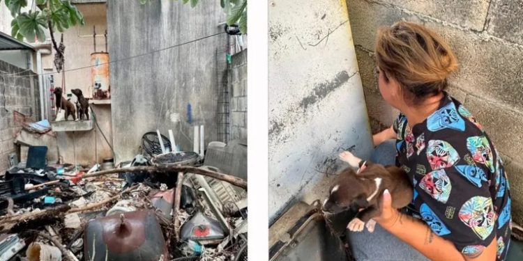 Rescatan a varios perros en condición de abandono en Los Héroes Cancún