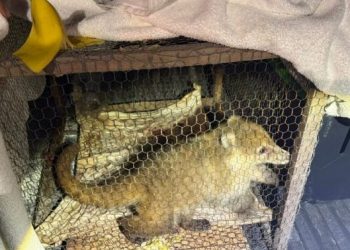 Rescatan a tres animales en condiciones deplorables tras detención en Cancún