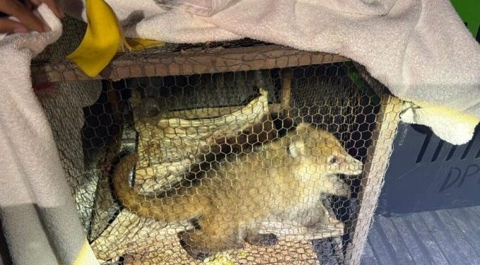 Rescatan a tres animales en condiciones deplorables tras detención en Cancún