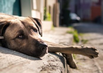 Clara Brugada anuncia una UTOPÍA canina