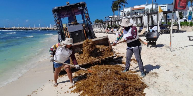 Arribo anticipado de sargazo en Playa del Carmen activa medidas preventivas antes de la temporada alta