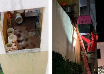 Perrita es rescatada tras pasar 20 días abandonada en departamento de Cancún