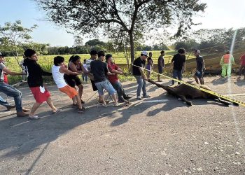 Rapiña de ganado exhibe a Tabasco