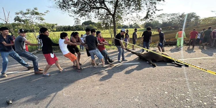 Rapiña de ganado exhibe a Tabasco
