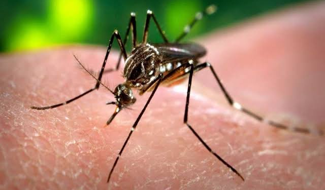 Casos de dengue Quintana Roo: 294 en Semana 4