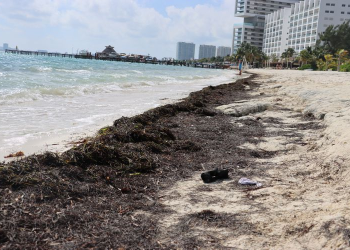 Sargazo Quintana Roo: Recale Atípico en Playas 2026