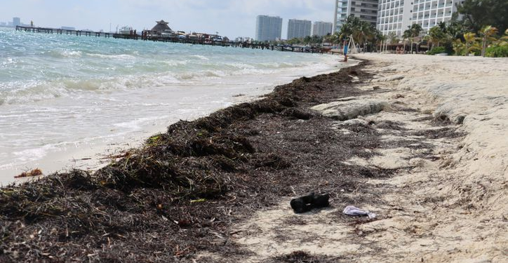 Sargazo Quintana Roo: Recale Atípico en Playas 2026