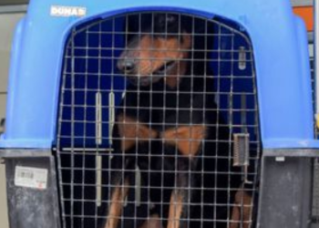 Rescate de Perros en Cancún: Región 225 Salva Vidas