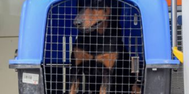 Rescate de Perros en Cancún: Región 225 Salva Vidas