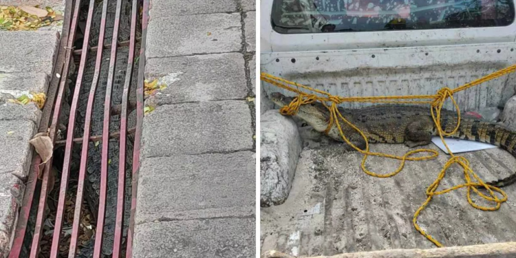 Lagarto de Pantano Chetumal Rescatado en Drenaje