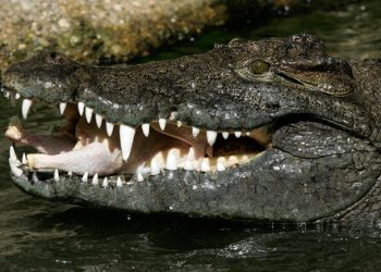 Cocodrilo ataca turista Cozumel: hospitalizado en playa sur