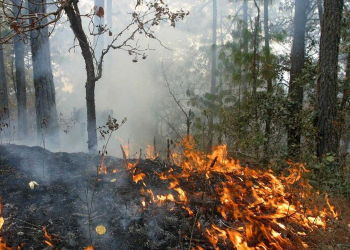 Quemas por lotificación irregular amenazan Cancún