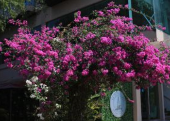 Islas de frescura en Quintana Roo combaten calor