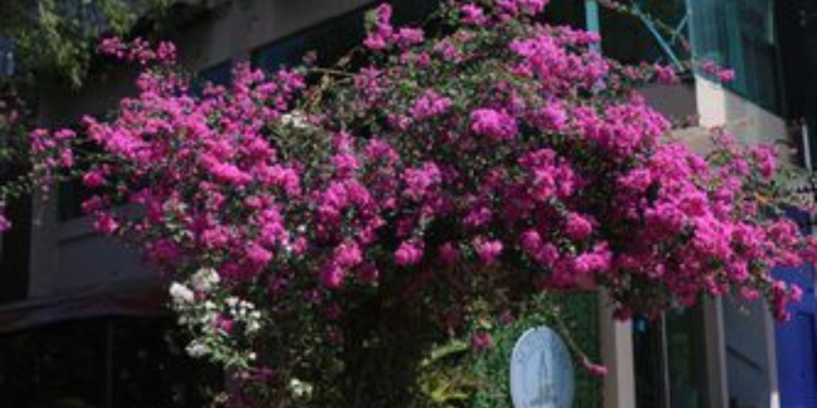 Islas de frescura en Quintana Roo combaten calor