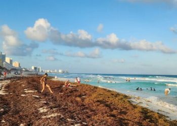 Sargazo 2026: Temporada Récord en el Caribe Mexicano