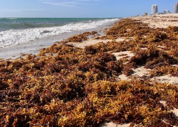 Sargazómetro en Playa del Carmen