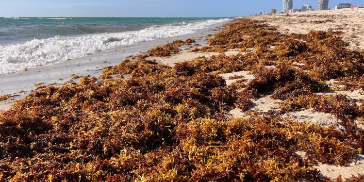 Sargazómetro en Playa del Carmen