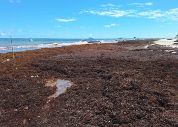 Sargazo Tulum empaña servicios náuticos este puente