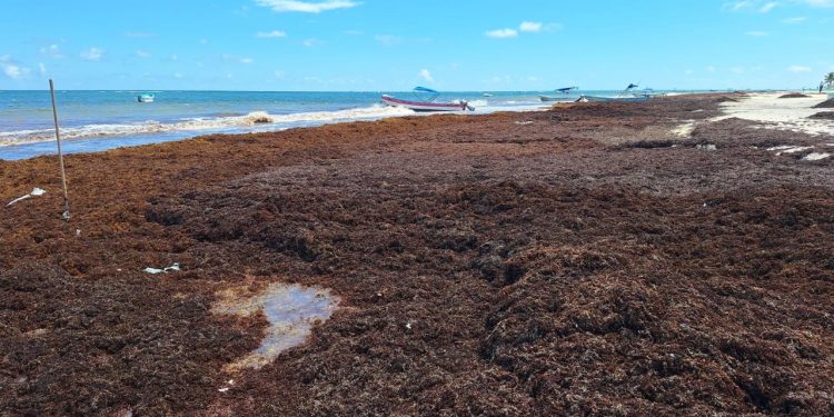 Sargazo Tulum empaña servicios náuticos este puente