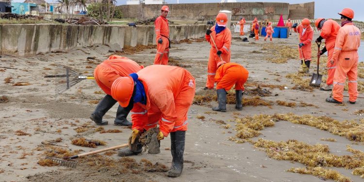 Tras el derrame ahora llega el sargazo a Coatzacoalcos