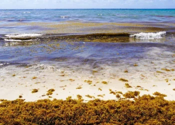 IPN instala sensores de sargazo en Quintana Roo