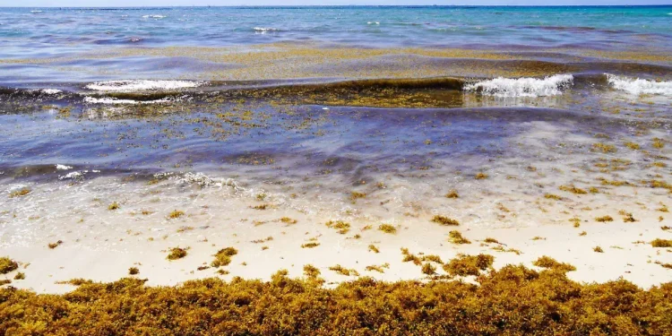 IPN instala sensores de sargazo en Quintana Roo