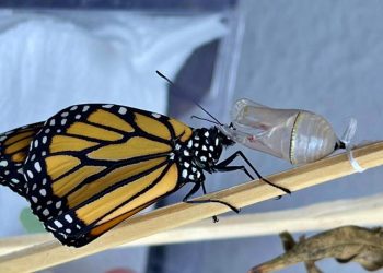Mariposa monarca Quintana Roo: rompe rutas tradicionales