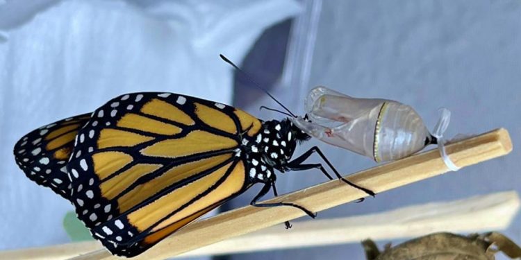 Mariposa monarca Quintana Roo: rompe rutas tradicionales
