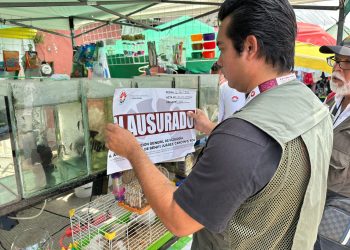 Rescate cocodrilo Cancún: Operativo en tianguis