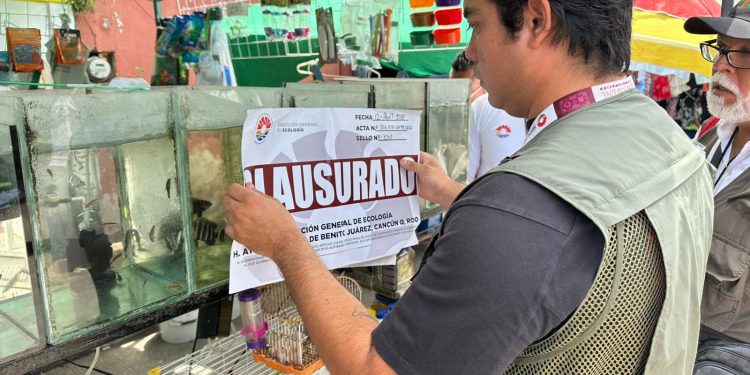 Rescate cocodrilo Cancún: Operativo en tianguis