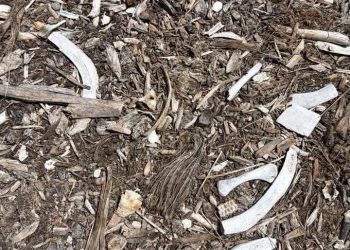 FGE confirma restos óseos Cancún Chetumal de fauna