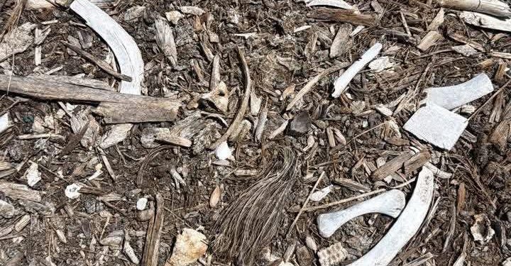 FGE confirma restos óseos Cancún Chetumal de fauna