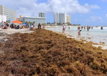 Suradas aumentan recale de sargazo en playas de Cancún