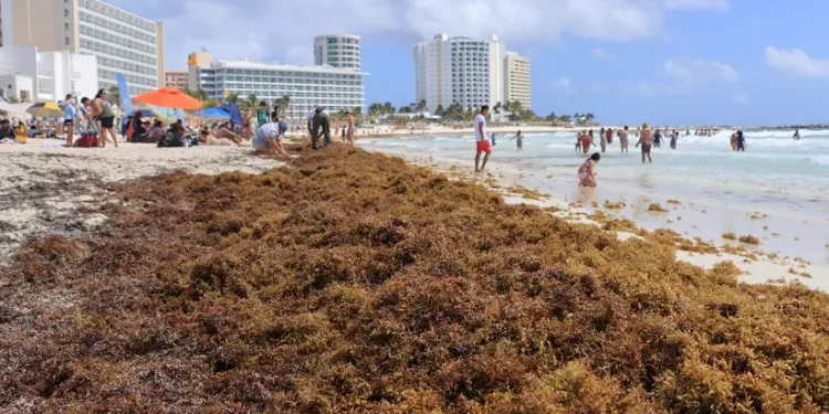 Suradas aumentan recale de sargazo en playas de Cancún