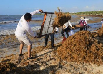 CONAPESCA registra más solicitudes de permiso para sargazo en Quintana Roo