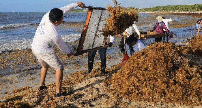 CONAPESCA registra más solicitudes de permiso para sargazo en Quintana Roo
