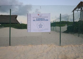 Benito Juárez prepara protección de nidos de tortugas marinas Cancún