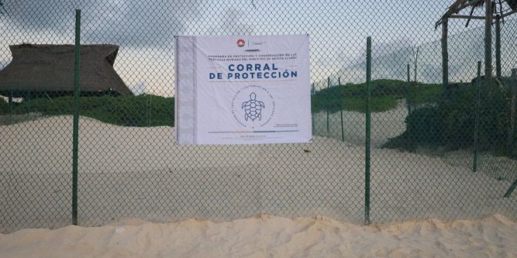 Benito Juárez prepara protección de nidos de tortugas marinas Cancún