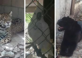 Rescatan 15 animales silvestres en condiciones deplorables