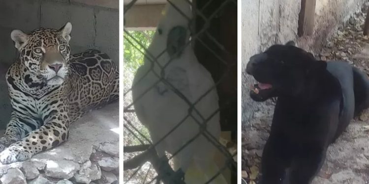 Rescatan 15 animales silvestres en condiciones deplorables