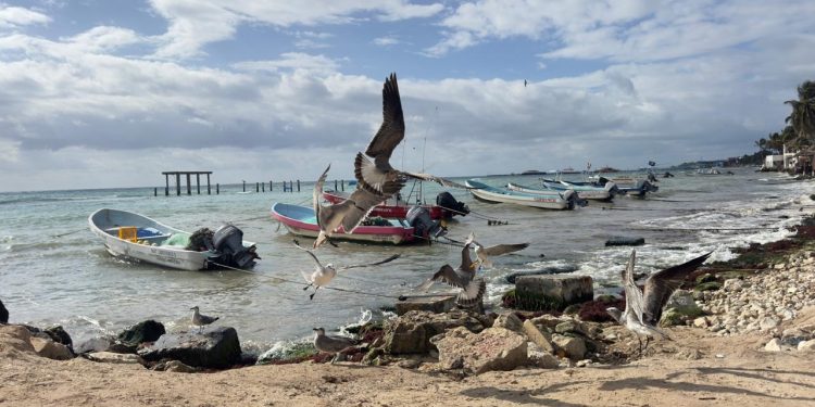 Embarcaciones y prestadores náuticos en Playa del Carmen afectados por el cierre del puerto y acumulación de sargazo en Playa Mamitas.
