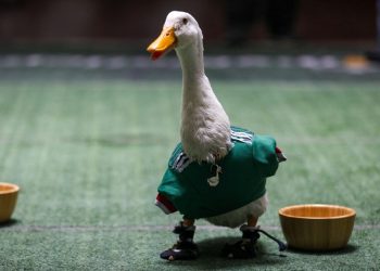 Pato Merlín embajador oficial del Mundial 2026 en la Ciudad de México por la FIFA.