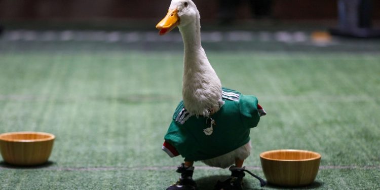 Pato Merlín embajador oficial del Mundial 2026 en la Ciudad de México por la FIFA.