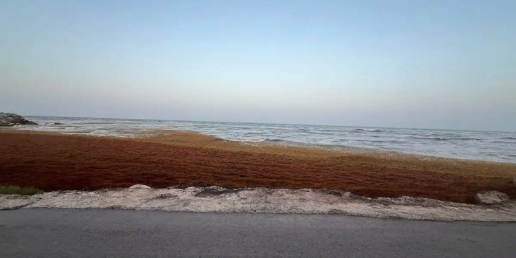 Crisis por sargazo en Cancun