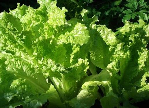 FDA descarta a lechugas mexicanas en brote de Cyclospora