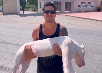 FGE investiga muerte de canino por envenenamiento en Tulum